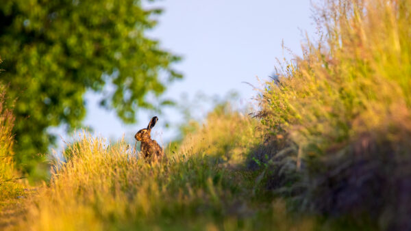 2023-06-FCa-0024-Feldhase