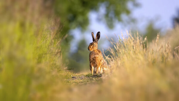 2023-06-FCa-0025-Feldhase