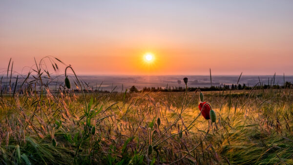2023-06-FCa-0026-Sonnenaufgang-Nordeifel