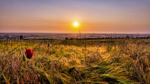 2023-06-FCa-0028-Sonnenaufgang-Nordeifel