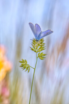 2023-06-FCa-0033-Hauhechel-Blaeuling