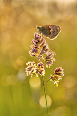 2023-06-FCa-0034-Kleines-Wiesenvoegelchen
