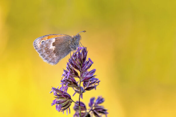2023-06-FCa-0035-Kleines-Wiesenvoegelchen