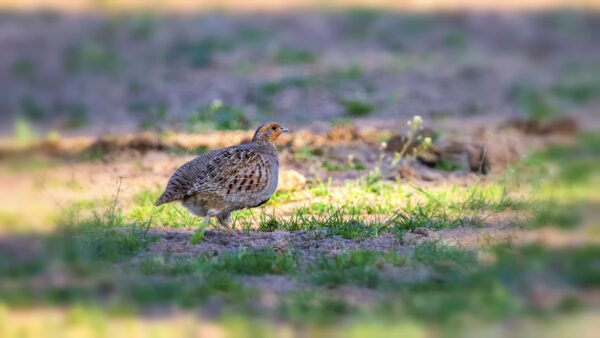 2023-06-FCa-0036-Rebhuhn