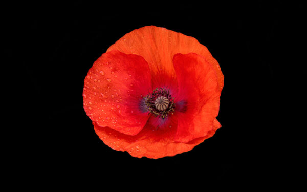 2023-06-FCa-0037-Mohnbluete