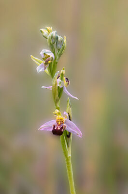 2023-06-FCa-0038-Bienen-Ragwurz