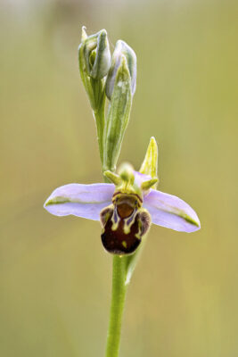 2023-06-FCa-0039-Bienen-Ragwurz