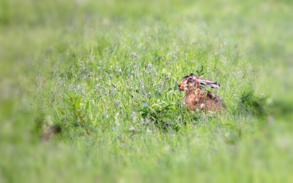 2023-06-FCa-0040-Feldhase