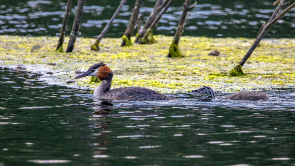 2023-06-FCa-0041-Haubentaucher-Nachwuchs
