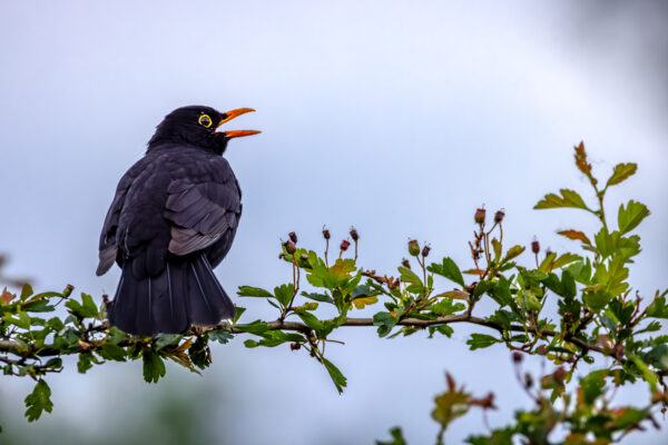 2023-06-FCa-0042-Amsel-maennlich