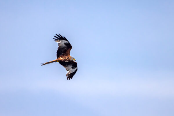 2023-06-FCa-0043-Rotmilan