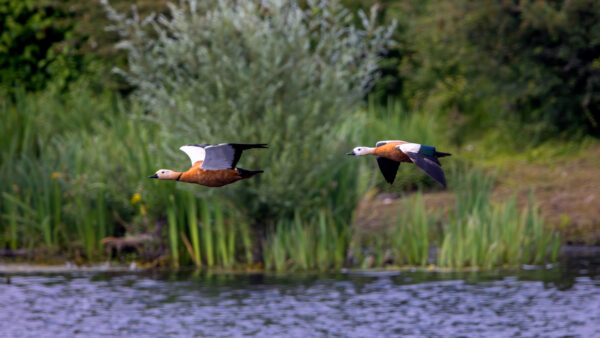 2023-06-FCa-0044-Rostgaense