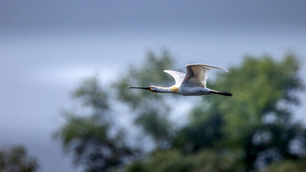 2023-06-FCa-0045-Loeffler