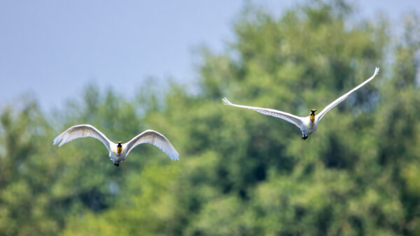 2023-06-FCa-0046-Loeffler