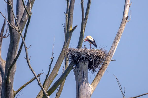 2023-06-FCa-0047-Weissstorch-Nachwuchs-Horst