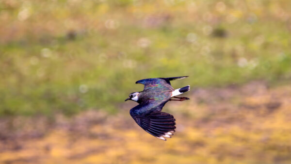 2023-06-FCa-0048-Kiebitz