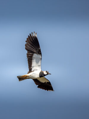 2023-06-FCa-0049-Kiebitz