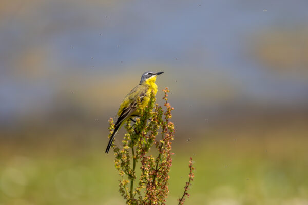 2023-06-FCa-0050-Schafstelze