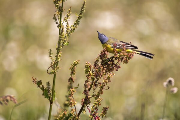 2023-06-FCa-0051-Schafstelze
