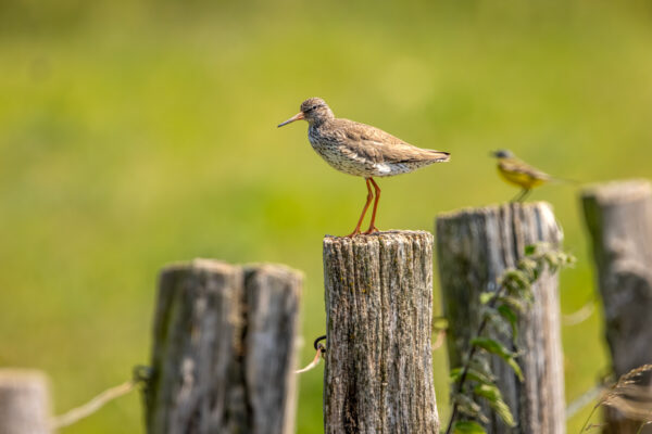 2023-06-FCa-0053-Rotschenkel