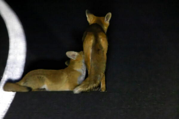 2023-06-FCa-0055-Rotfuchs-Nacht