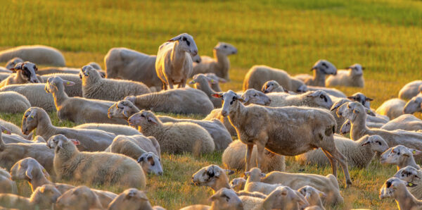 2023-06-FCa-0061-Schafherde-Morgenlicht