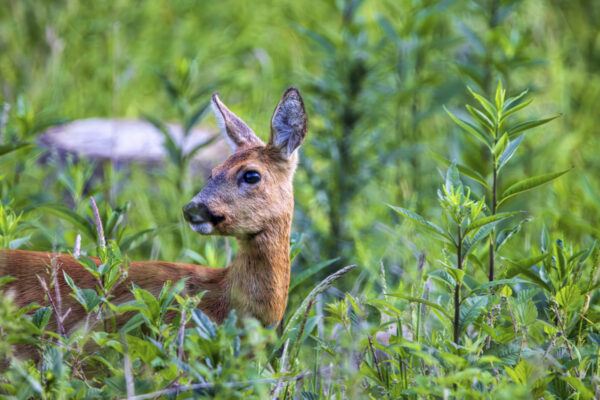 2023-06-FCa-0064-Reh