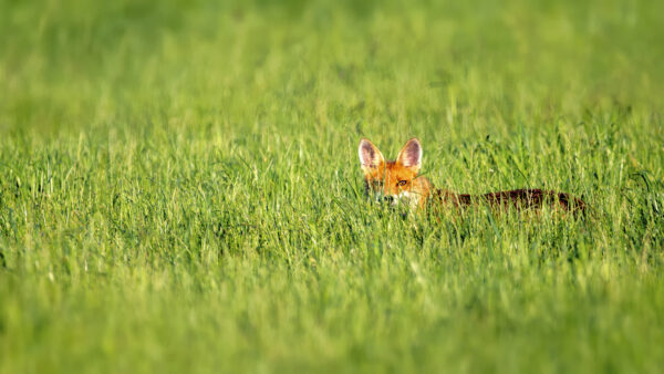 2023-06-FCa-0066-Rotfuchs