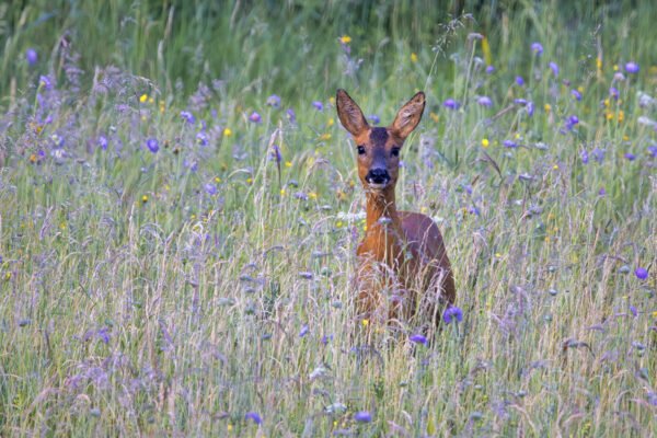 2023-06-FCa-0069-Reh