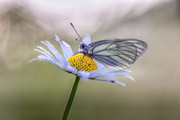 2023-06-FCa-0070-Baum-Weissling