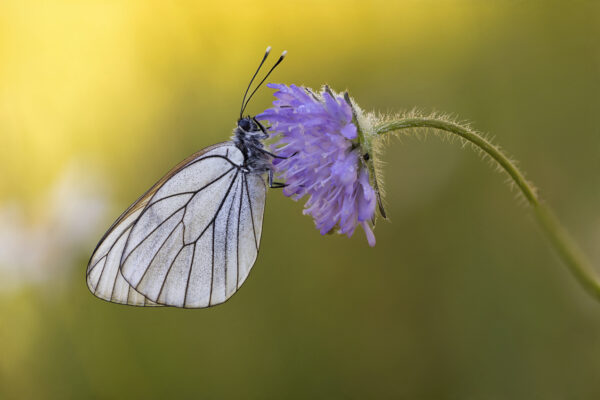 2023-06-FCa-0071-Baum-Weissling