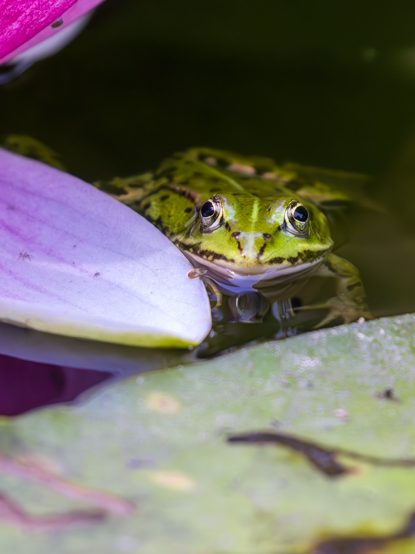 2023-06-FCa-0075-Wasserfrosch