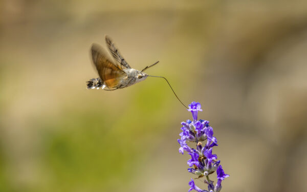 2023-06-FCa-0081-Taubenschwaenzchen