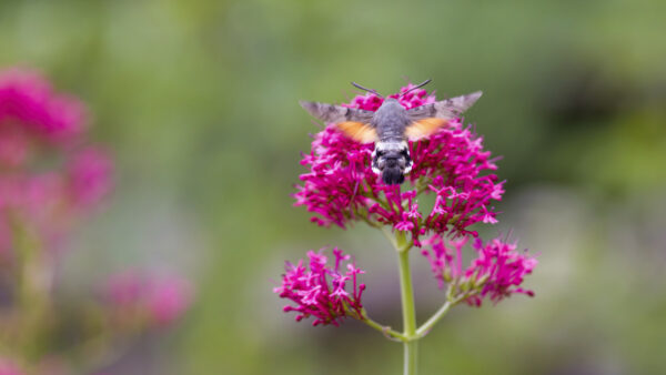 2023-06-FCa-0082-Taubenschwaenzchen