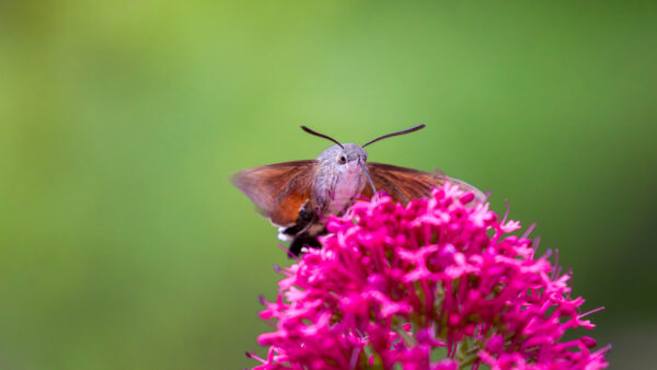 2023-06-FCa-0083-Taubenschwaenzchen
