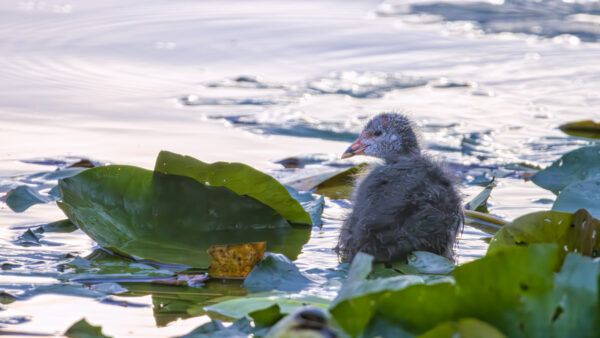 2023-07-FCa-0001-Junges-Blaesshuhn