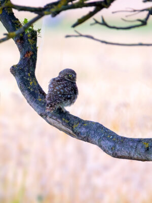 2023-07-FCa-0002-Steinkauz