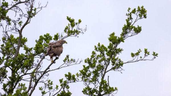 2023-07-FCa-0003-Schwarzmilan