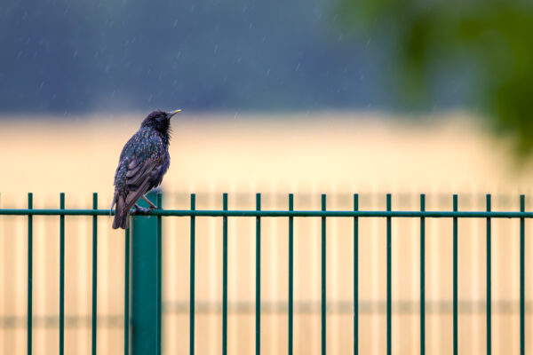 2023-07-FCa-0004-Star