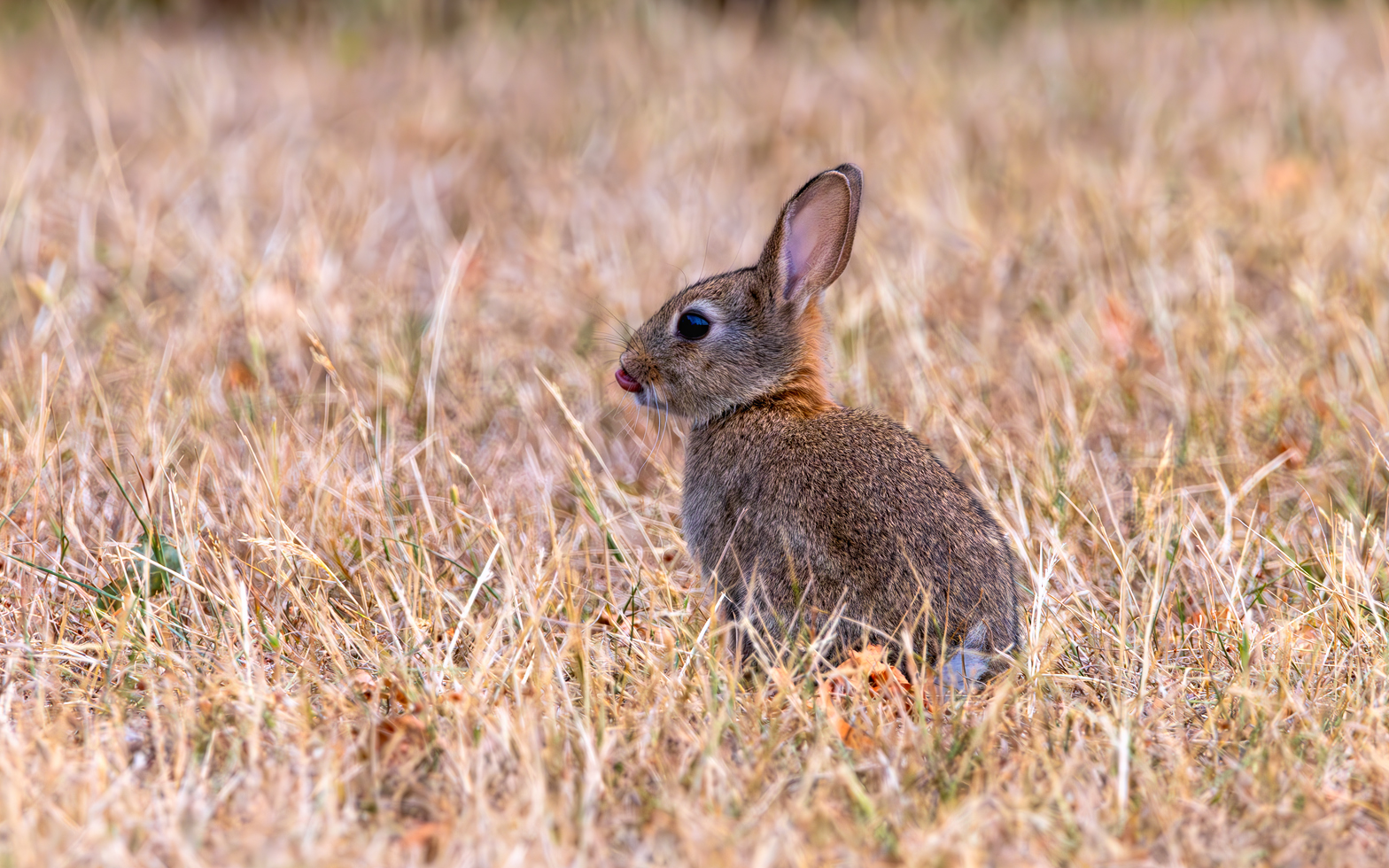 Wildkaninchen