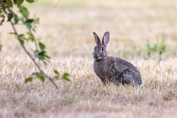 Wildkaninchen