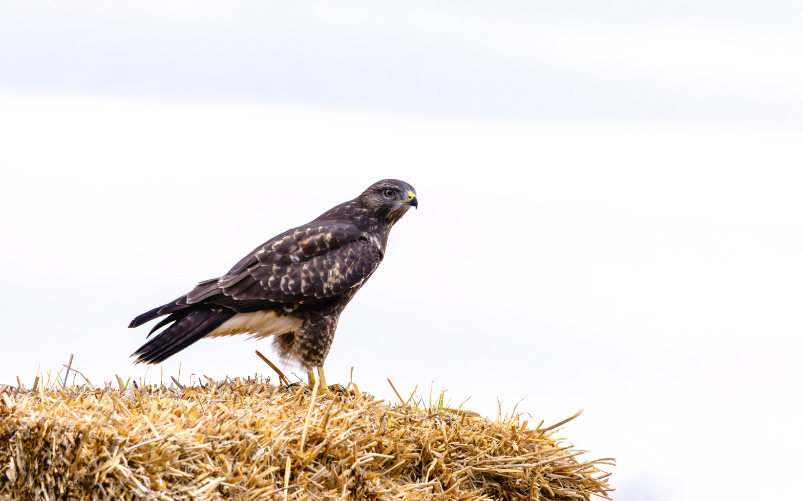 Mäusebussard