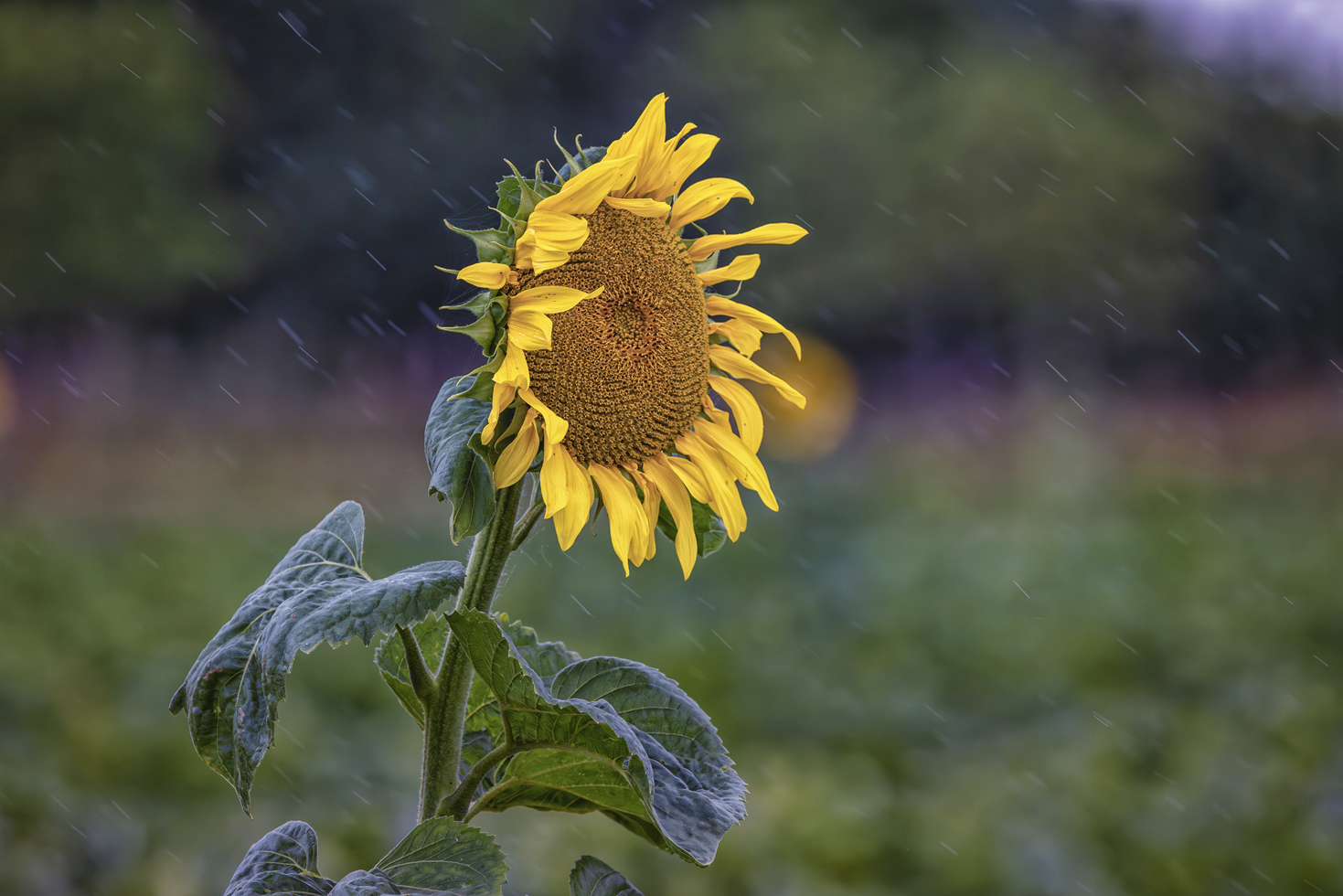 Sonnenblume im Regen