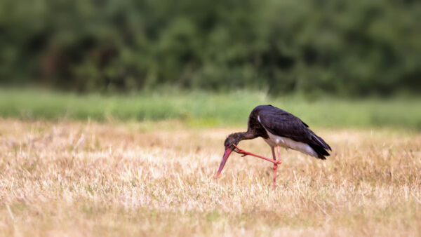 Schwarzstorch in Dokuqualit&auml;t