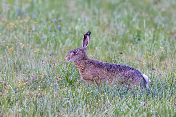 Feldhase