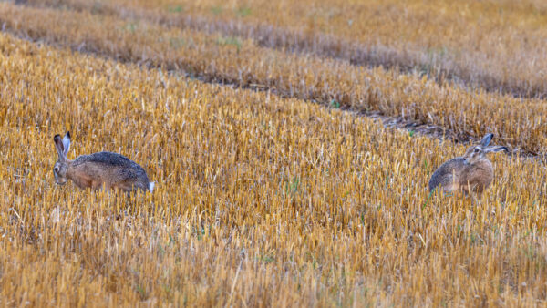 Feldhasen
