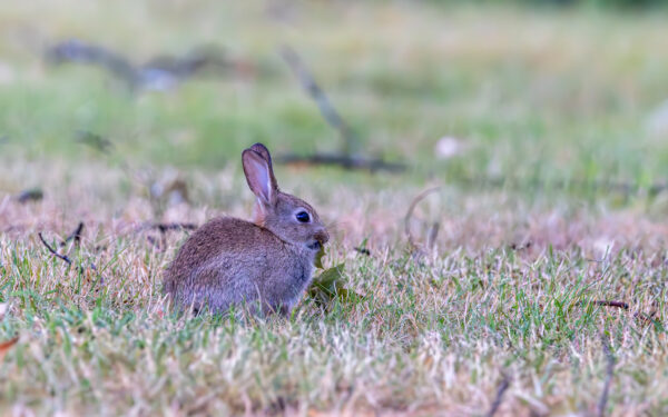 Wildkaninchen