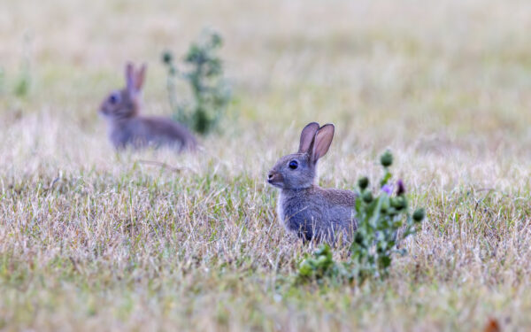 Wildkaninchen