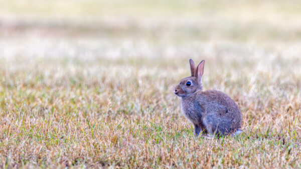Wildkaninchen
