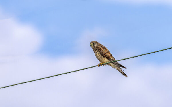 Turmfalke - weiblich
